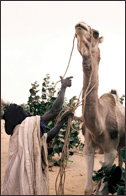 Tuareg Salt Caravans Niger Africa