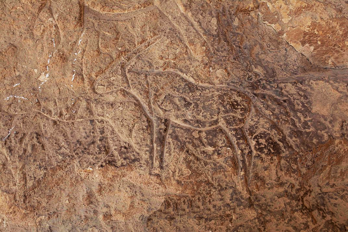 Ancient Cave Art Egypt Sinai Desert discovery engravings animals