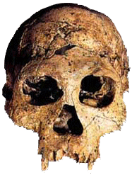 Homo Dmanisi