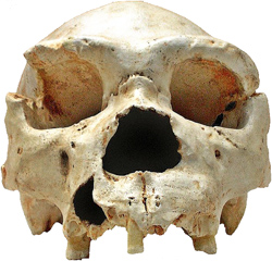 Homo heidelbergensis Cranium