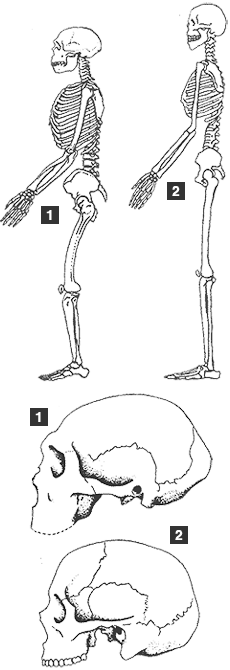 Homo neanderthalensis Homo sapiens