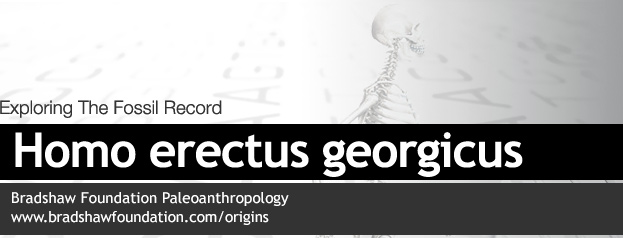 Homo erectus georgicus
