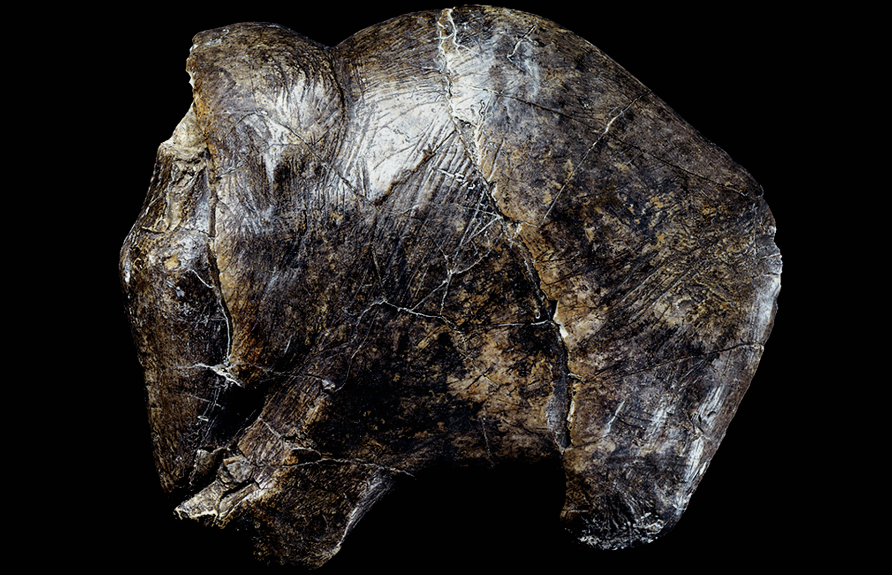Predmost Ivory Mammoth Sculptures of the Ice Age