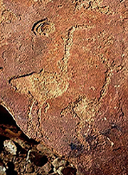 Engravings Rock Art Petroglyphs Petroglyphs Twyfelfontein Namibia Africa