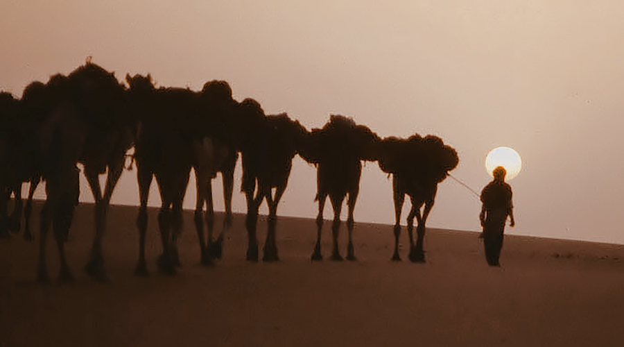 Caravans of Salt Tuareg Trade Routes in Niger Africa