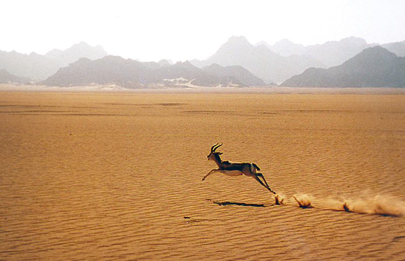 Bradshaw Foundation Rock Art Africa African Sahara Gallery Gazelle Great Desert Photos Photographs Archaeology