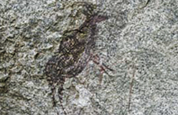 Rock Art Paintings Archaeology Africa Tanzania Kipiti