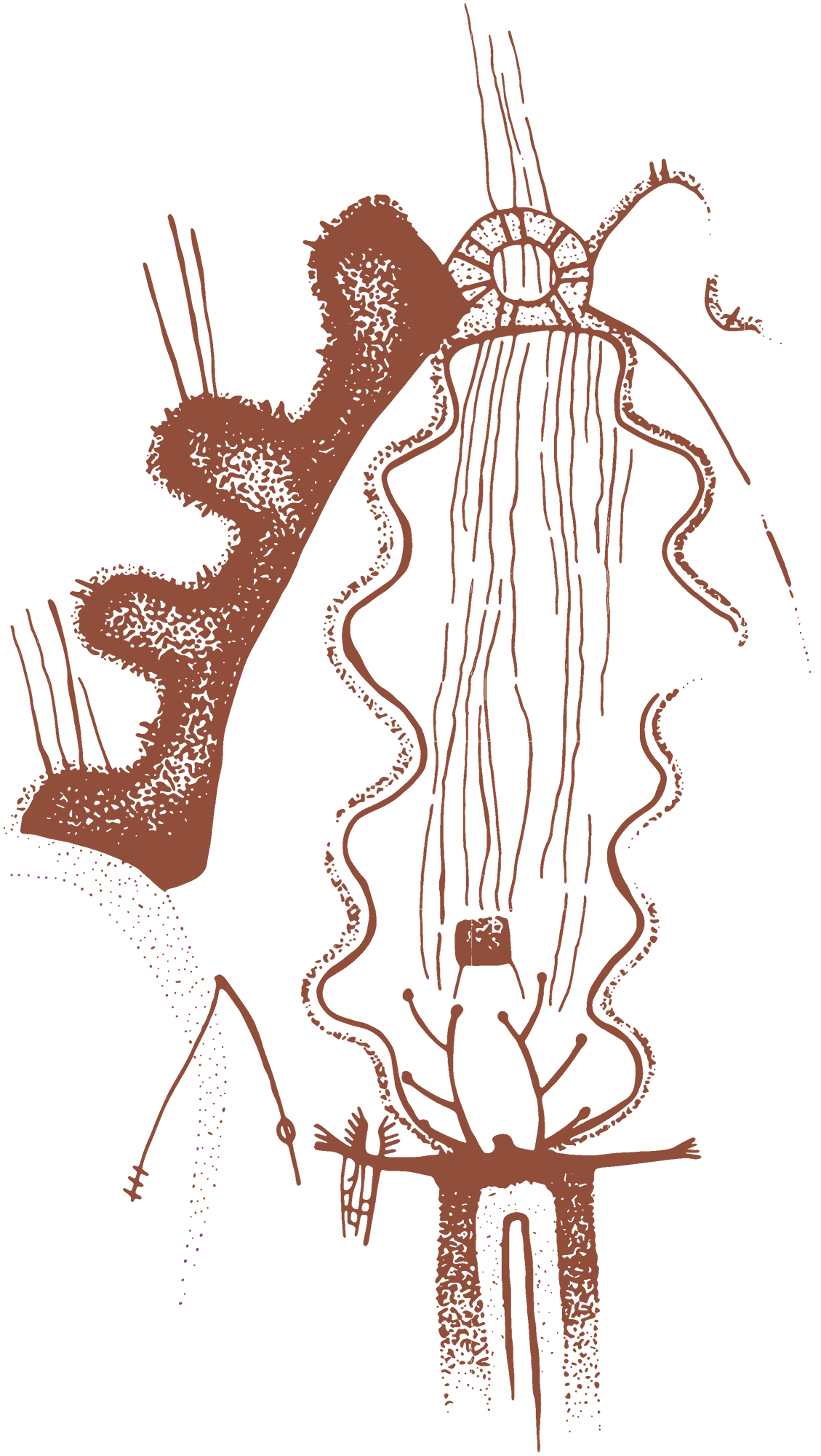 Rock Art of the Lower Pecos Canyonlands