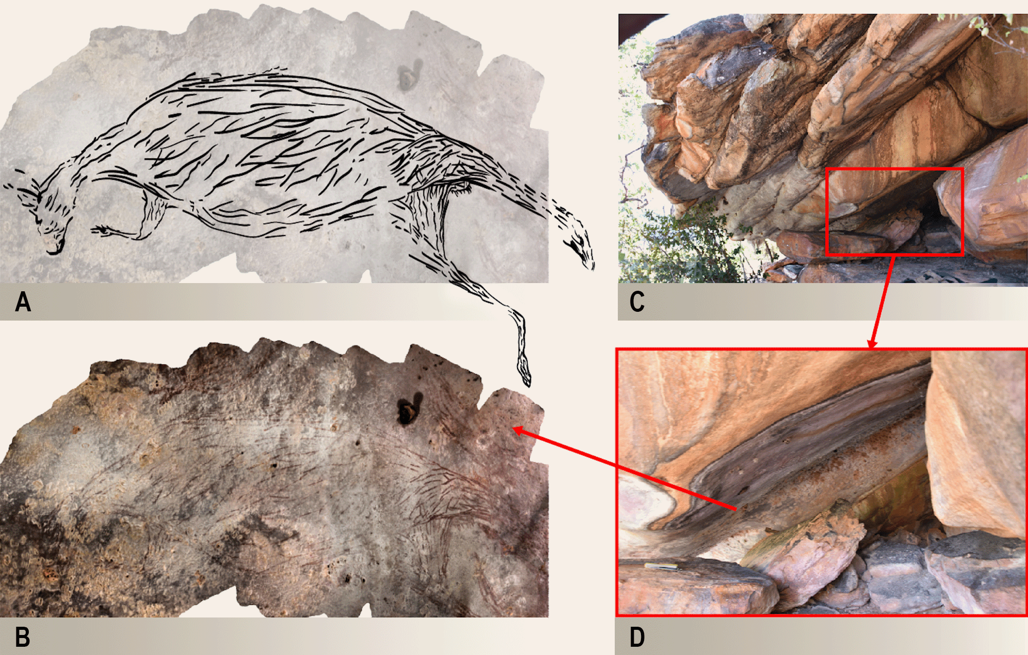 Illustration (a) and composite photo (b) of the 17,300 year old kangaroo painting. Kimberley rock shelter (c) where the 17,300 year kangaroo is painted (d)