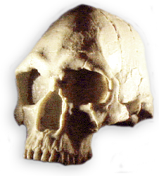 Mungo Man Skull Reconstruction