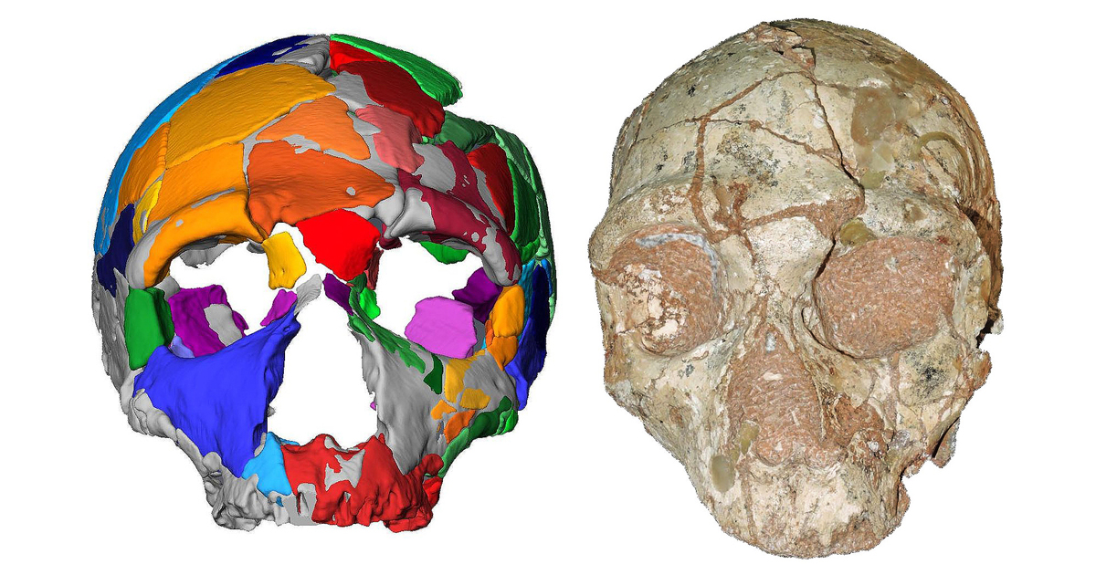 he Apidima 1 partial cranium and its reconstruction