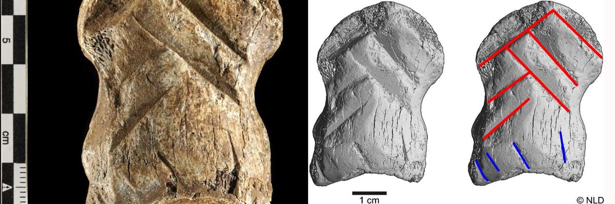 Ancient bone carving Neanderthals chevron pattern deer Germany Unicorn Cave