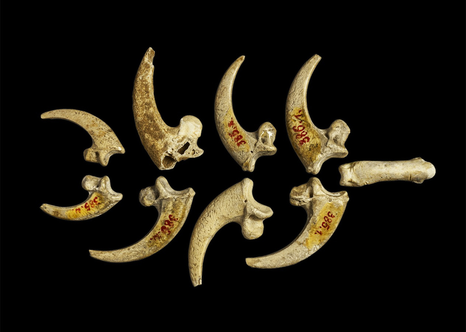 Neanderthal eagle talons jewellery