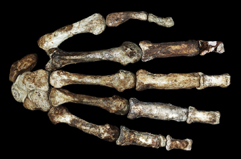 australopithecus afarensis tools