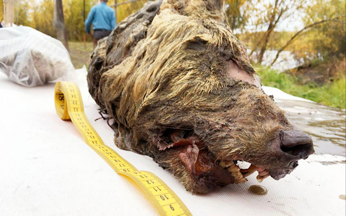Intact head of an adult Pleistocene wolf found in Siberia