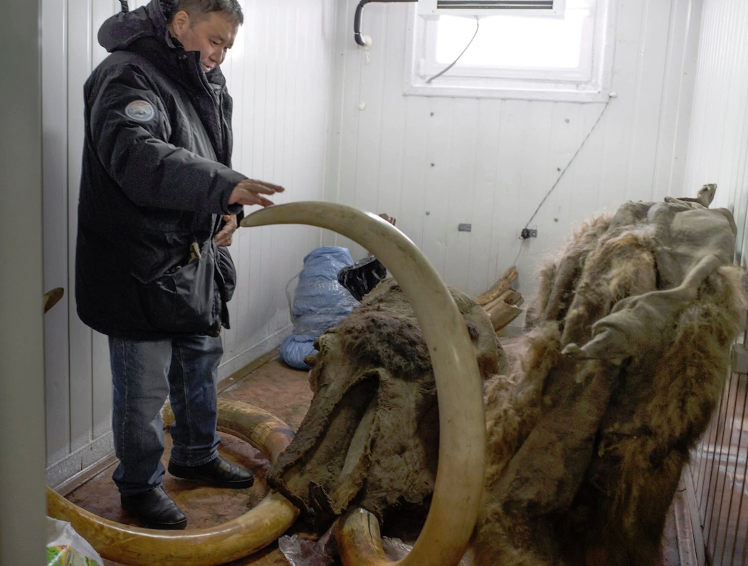 Woolly mammoth that was preserved in the permafrost