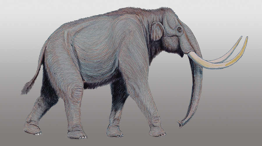 Stone Age Mammoth Abattoir