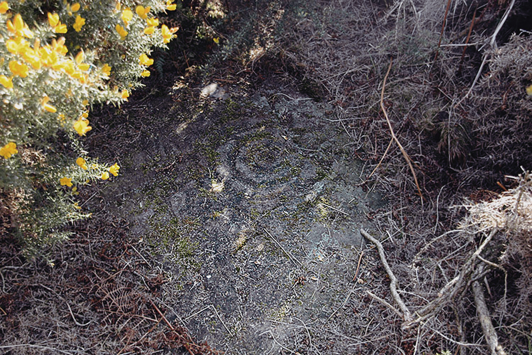 Weetwood Moor Northumberland Rock Art Carvings Archaeology