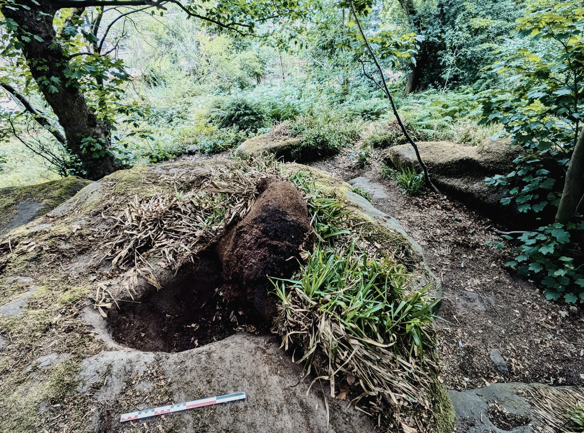 From mammals to motifs new rock art discoveries in the Peak District National Park