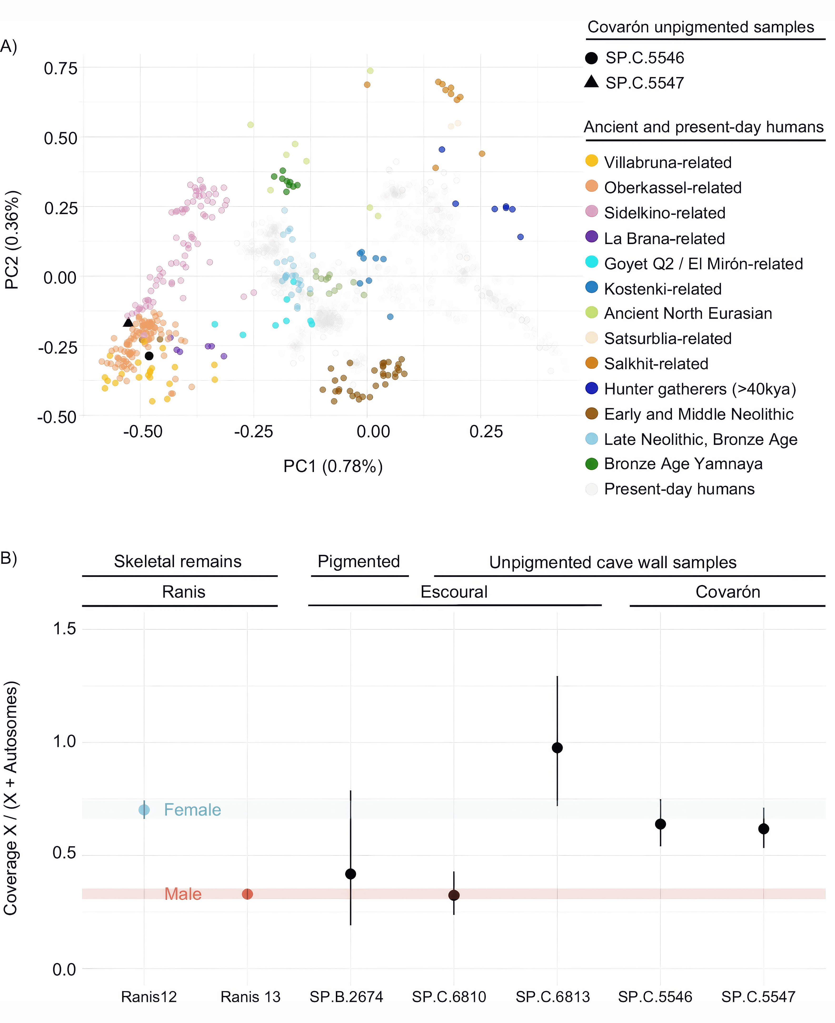 Human nuclear DNA recovered from the pigmented and unpigmented cave wall samples