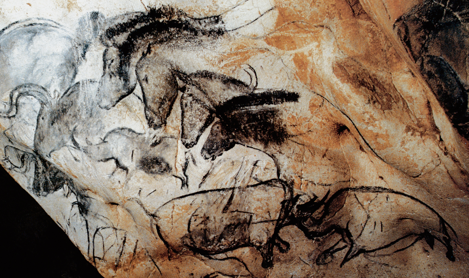 Rhion Horse Horses Chauvet Cave Paintings Rock Art France Bradshaw Foundation
