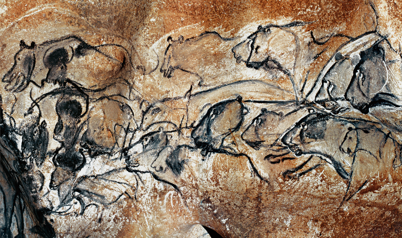 Lions Chauvet Cave Paintings Rock Art France Bradshaw Foundation