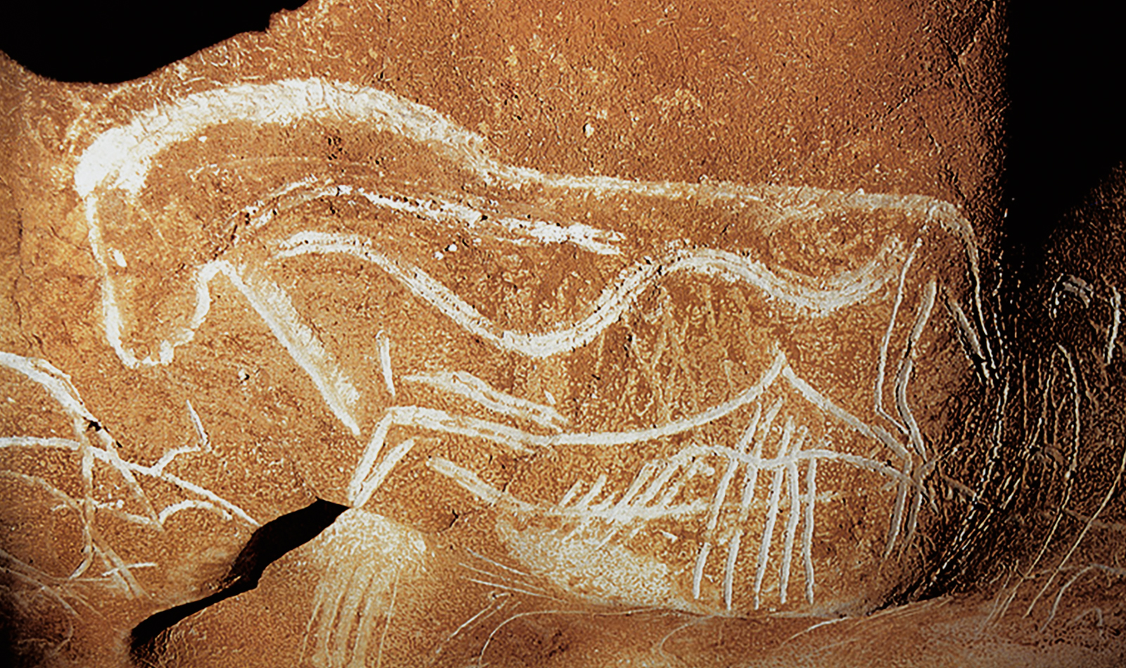 Horse Chauvet Cave Paintings Rock Art France Bradshaw Foundation