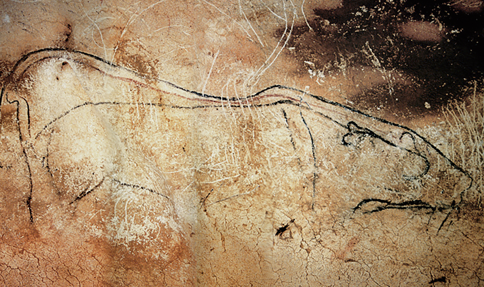 Lions Lion Chauvet Cave Paintings Rock Art France Bradshaw Foundation