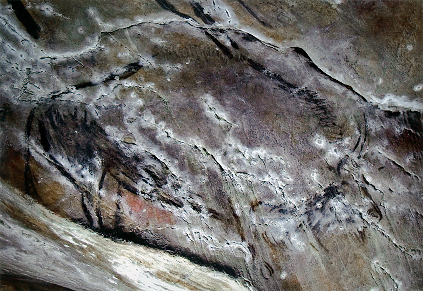 A Bison from the Niaux cave follows the natural ridge of the cave wall
