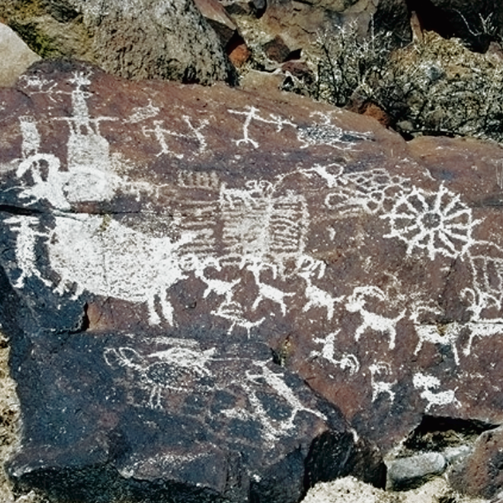 Rock Art Engravings Coso Range Petroglyphs Pictographs Bradshaw Foundation Archaeology Sheep Bighorn Cult California USA America United States Rockart