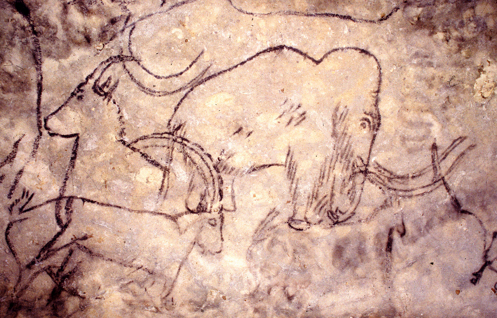 Rouffignac is notable for its proportion of representations of mammoths