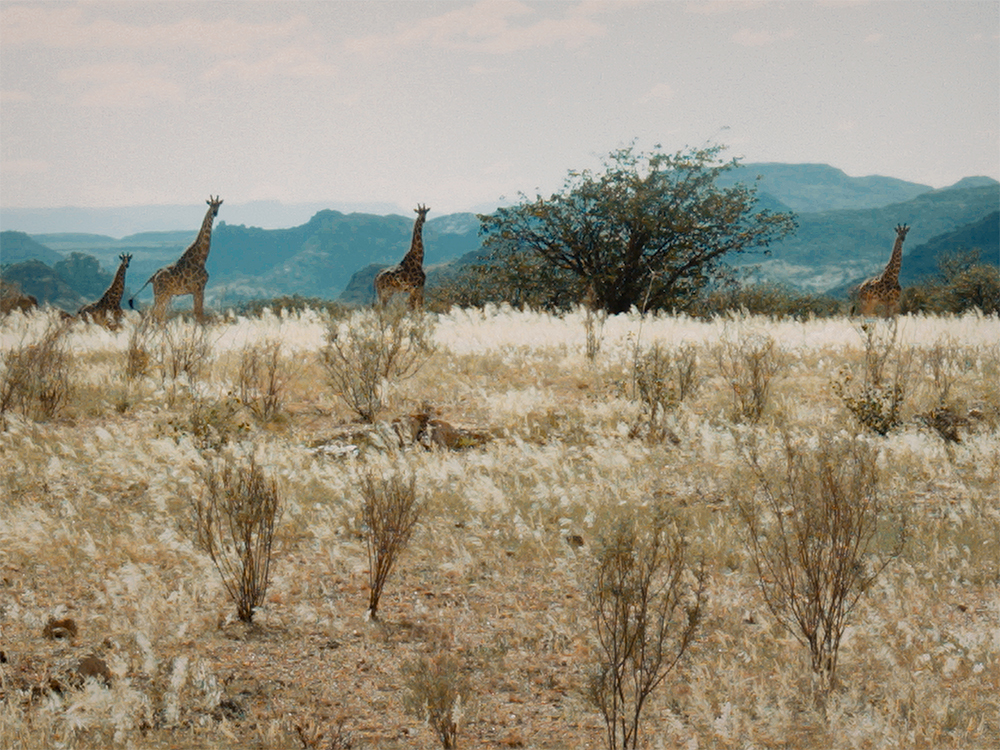 Rock Art Carvings Giraffe Giraffes Africa Niger Namibia