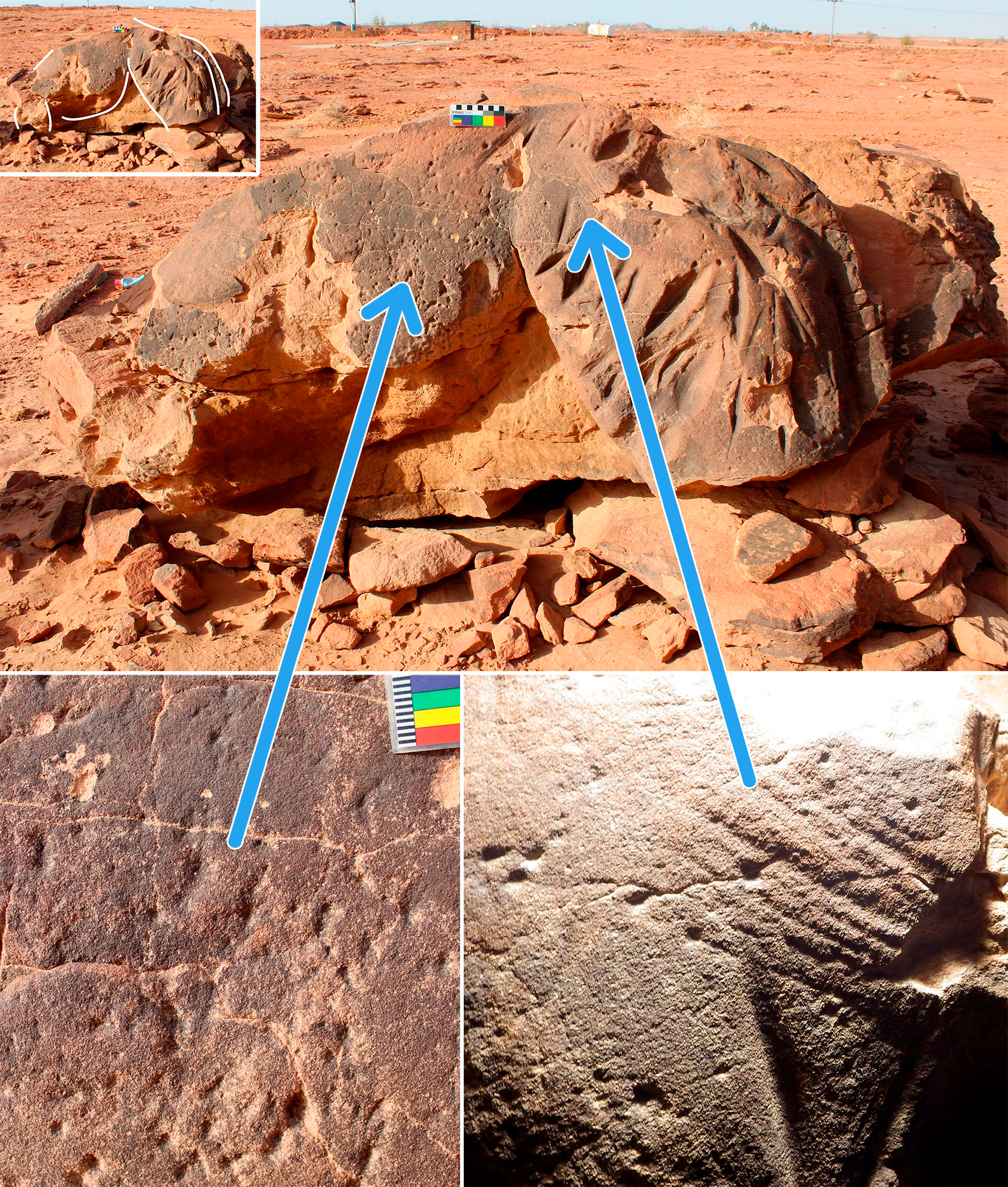 Panel 1 showing the belly, thigh and upper tail of a camel. Tool marks can be seen on the lower abdomen and the upper thigh, as well as a series of deep grooves. Detail photographs are shown on the lower left and lower right