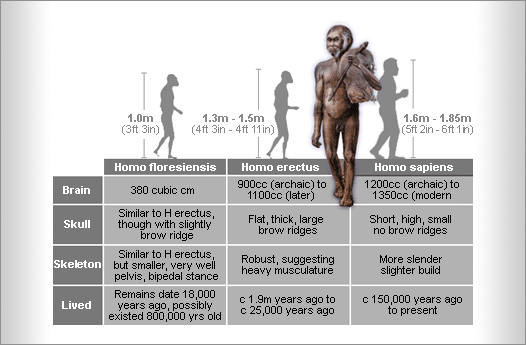 Homo floresiensis