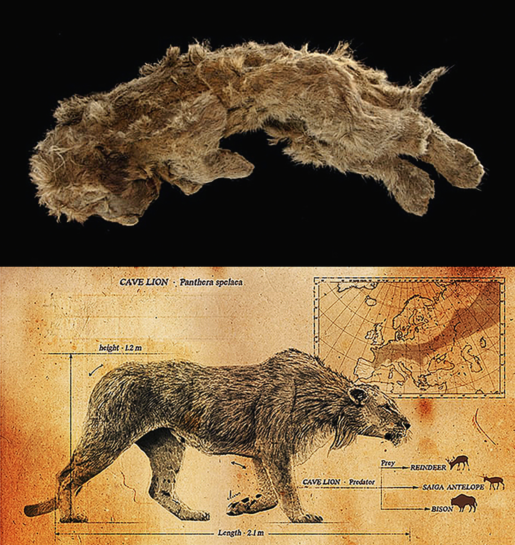The Ltyentye Apurte rangers and Kaltukatjara rangers working together (top left) to clean and conserve the Utyetye rock art. Ltyentye Apurte ranger Anton McMillan (top right) showing swallow nests on the rock art. Ltyentye Apurte ranger coordinator Peter Worsnop (lower left). Kaltukatjara ranger Edin Long (lower right) showing the Ltyentye Apurte rangers how to use the chemicals properly