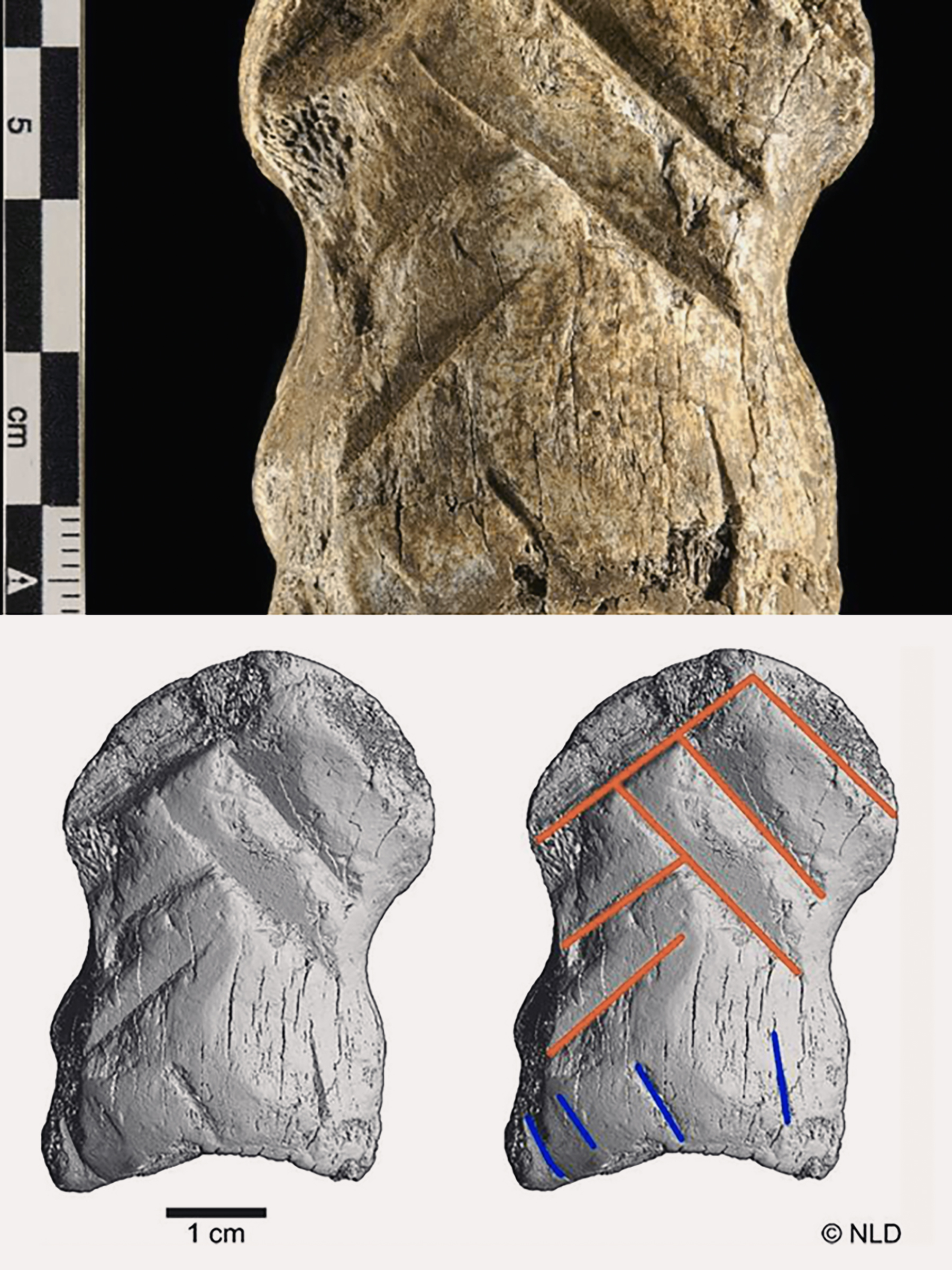 A chevron pattern etched onto a deer bone more than 50,000 years ago. Researchers suggest that Neanderthals had their own artistic tradition before modern humans