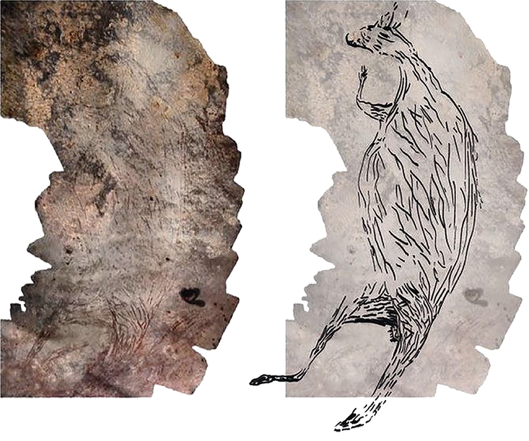 A montage of photographs of the 17,300-year-old kangaroo rock painting (left) and an illustration of the artwork