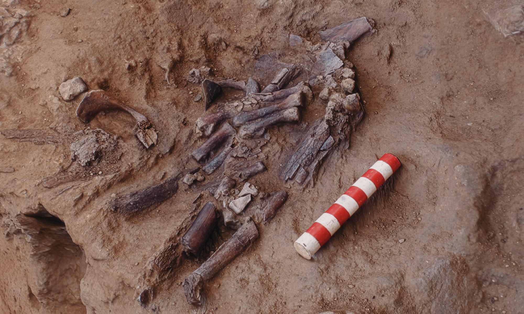 Shanidar Z’s bones are believed to be the top half of a partial skeleton unearthed in 1960