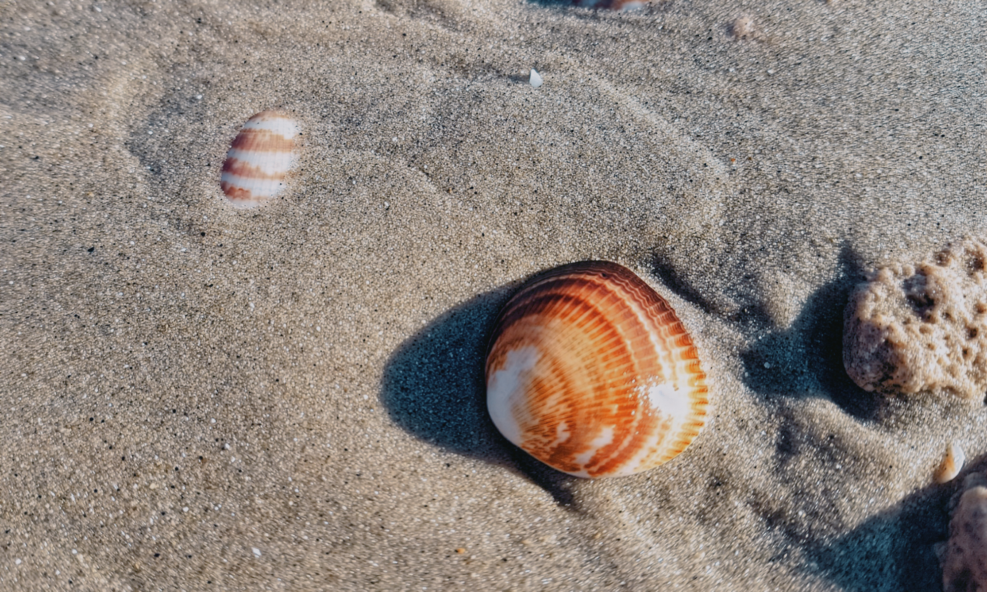 The tools – all of which were made from the shell of a clam known as Callista chione – were probably used as scrapers