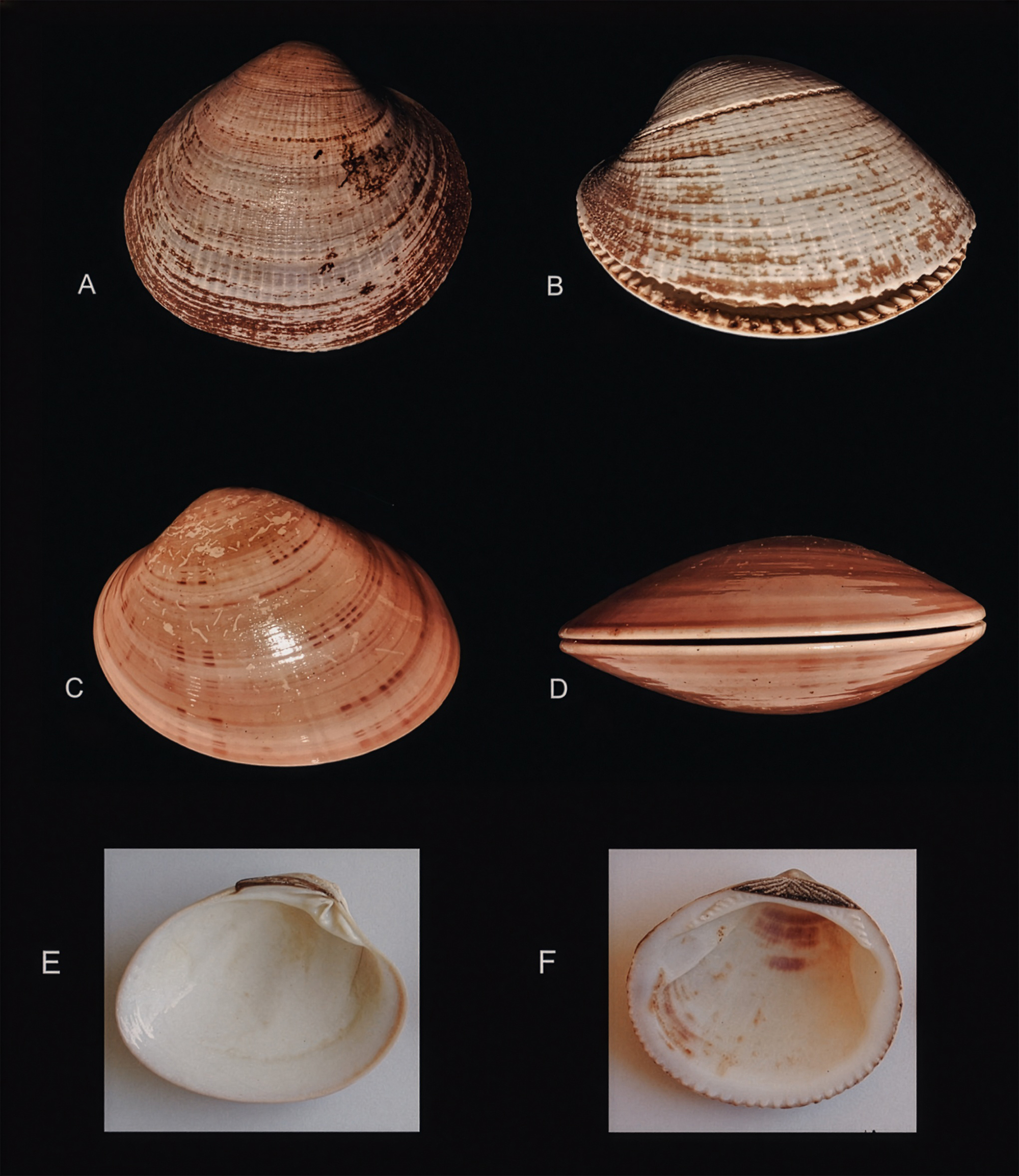 Because Mediterranean smooth clams live up to their name, their shells produce a cleaner cutting edge than others