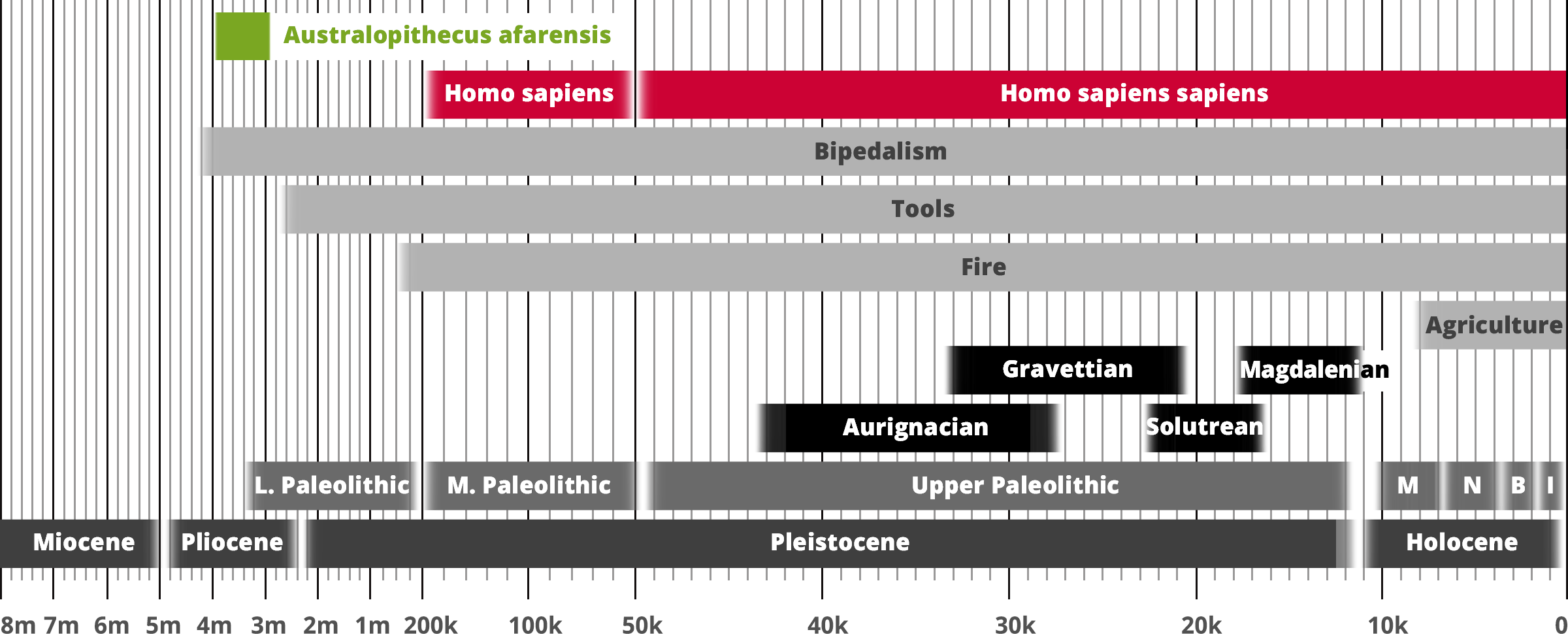 Australopithecus afarensis