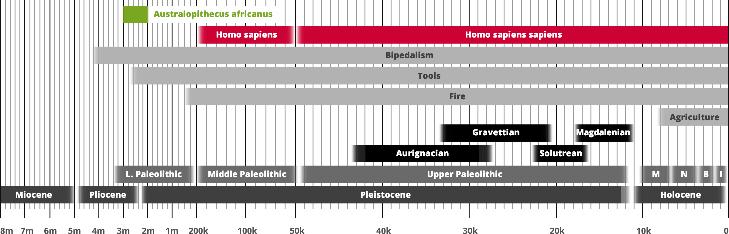 Australopithecus africanus