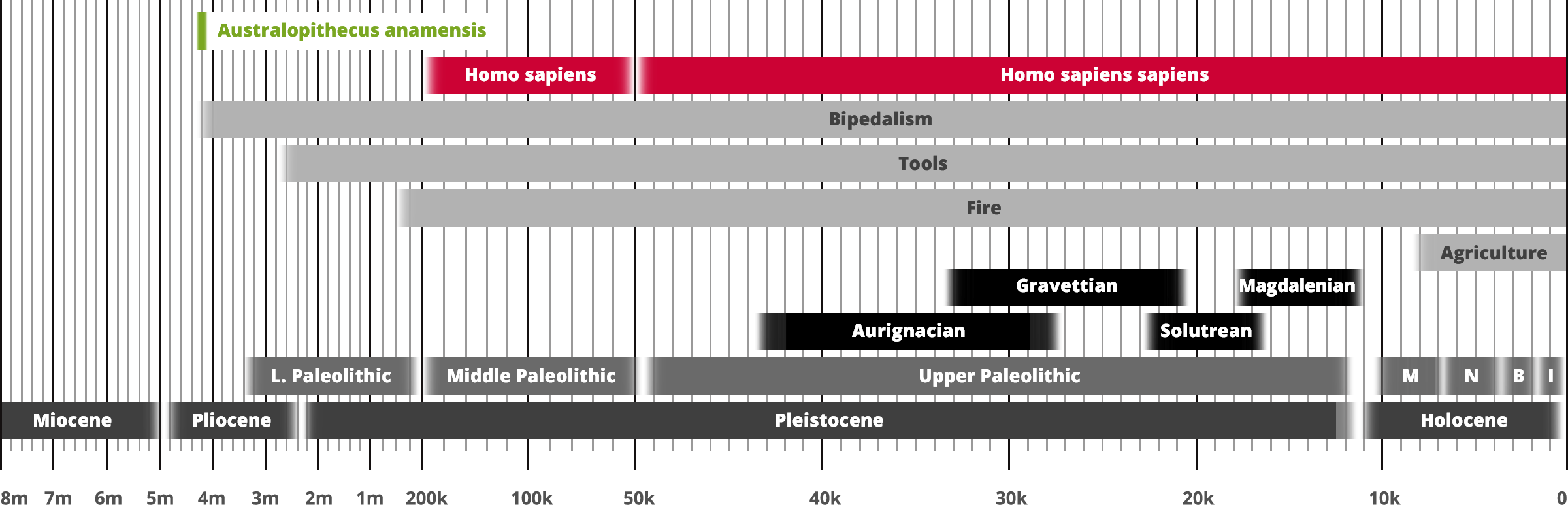 Australopithecus anamensis