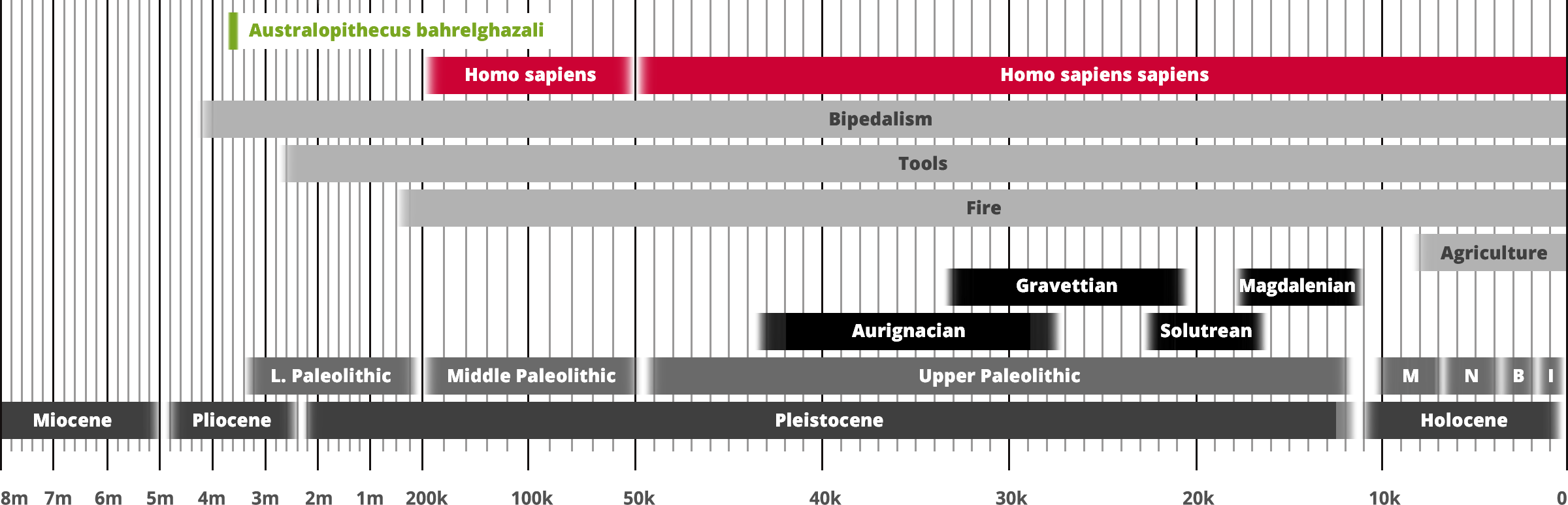 Australopithecus bahrelghazali