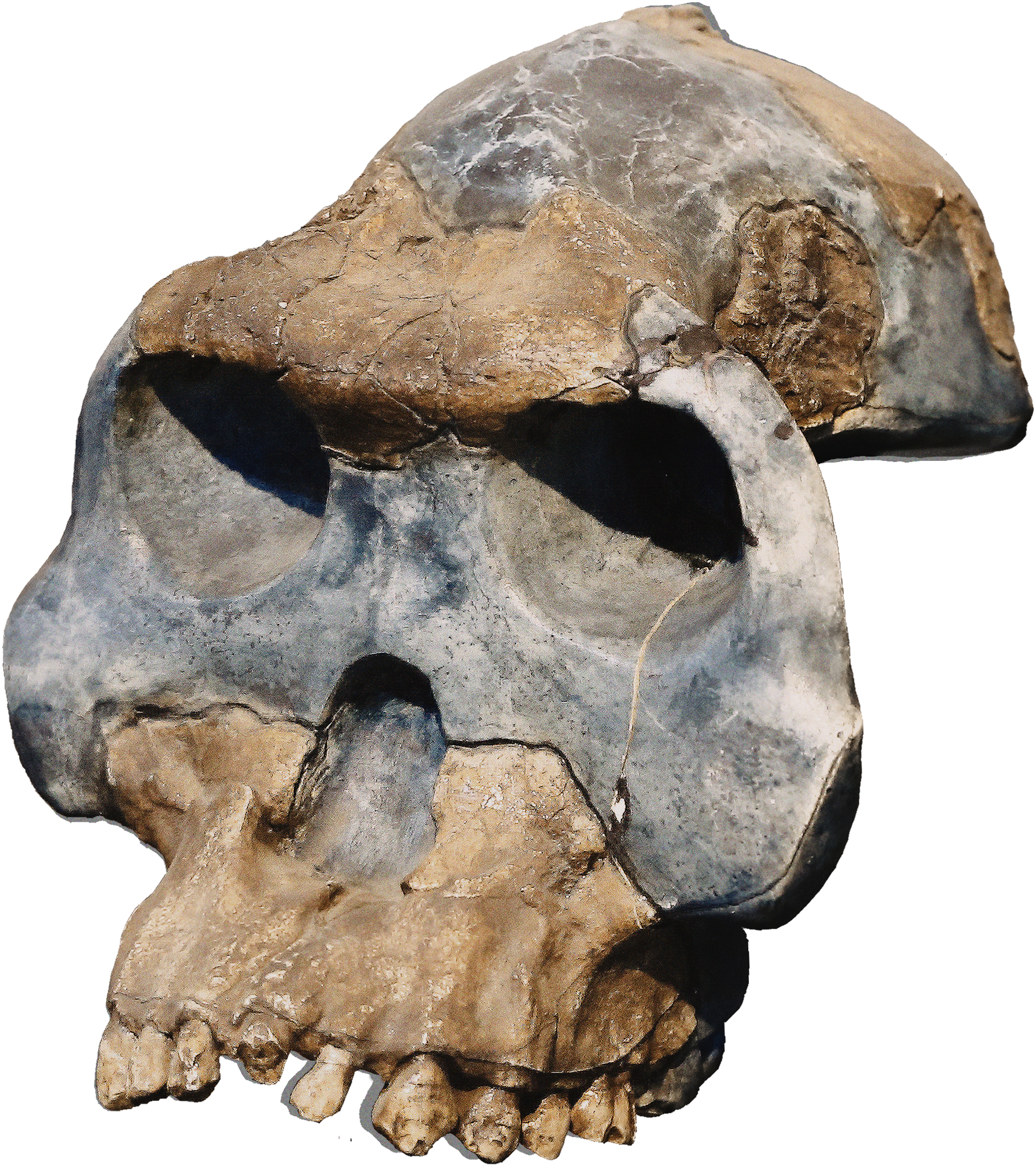 Australopithecus garhi