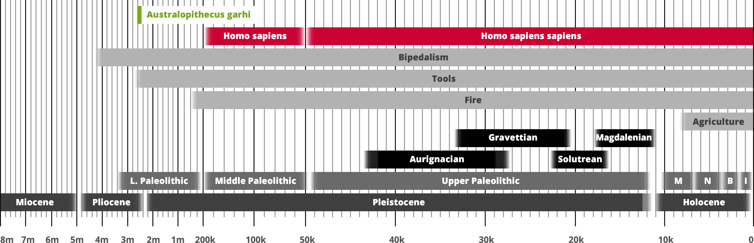 Australopithecus garhi