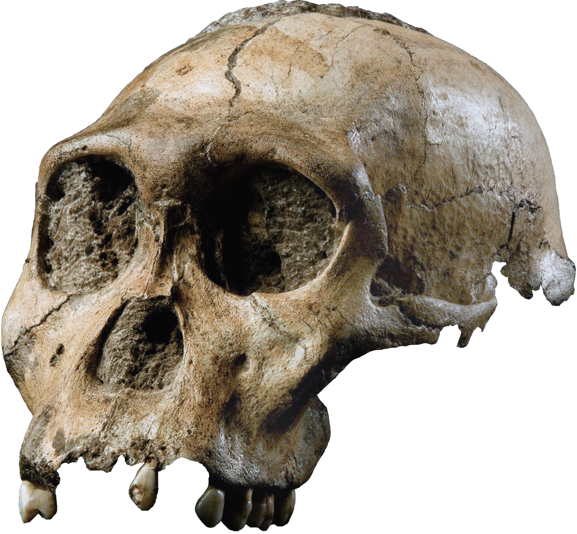 Australopithecus sediba