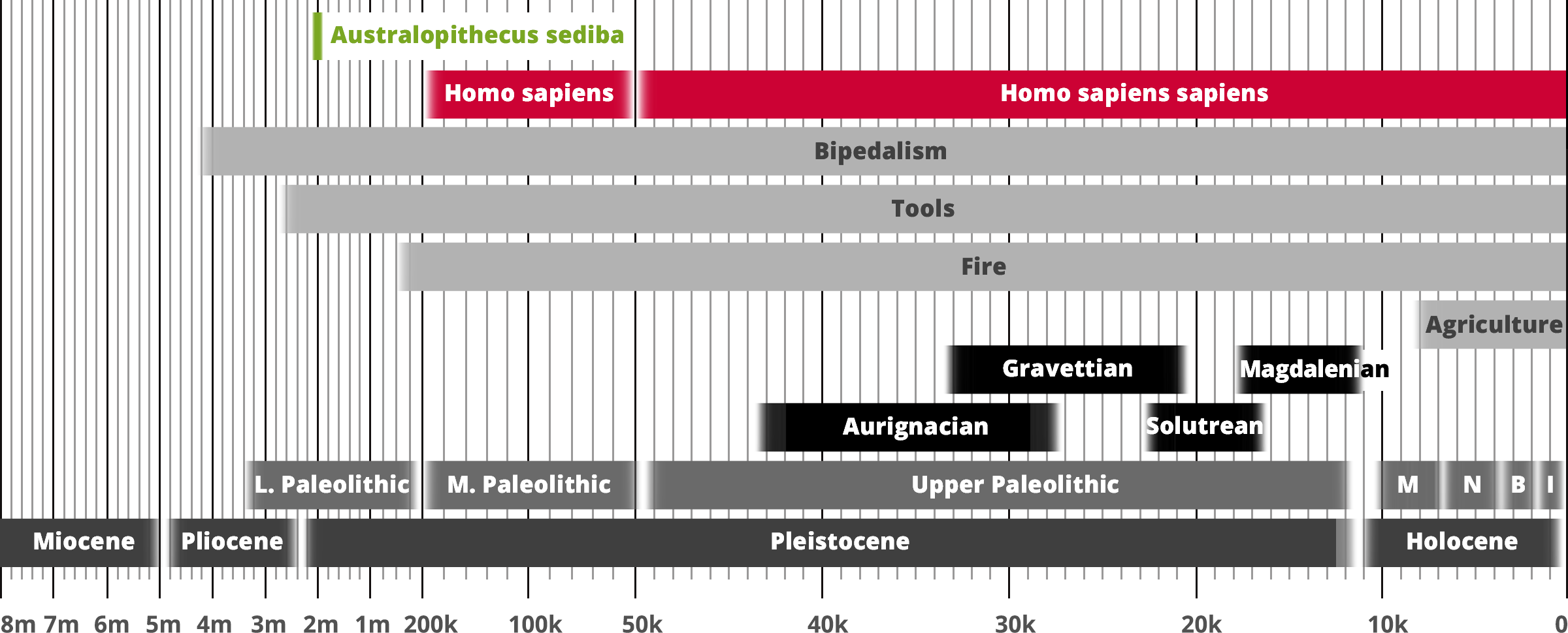 Australopithecus sediba