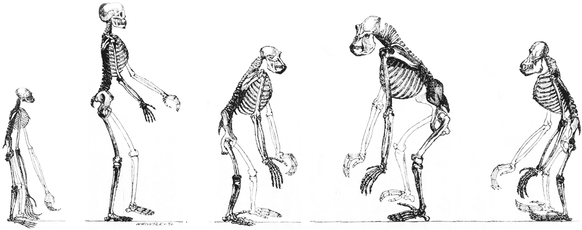 Bipedal Bipedalism Why did we start walking on two feet?