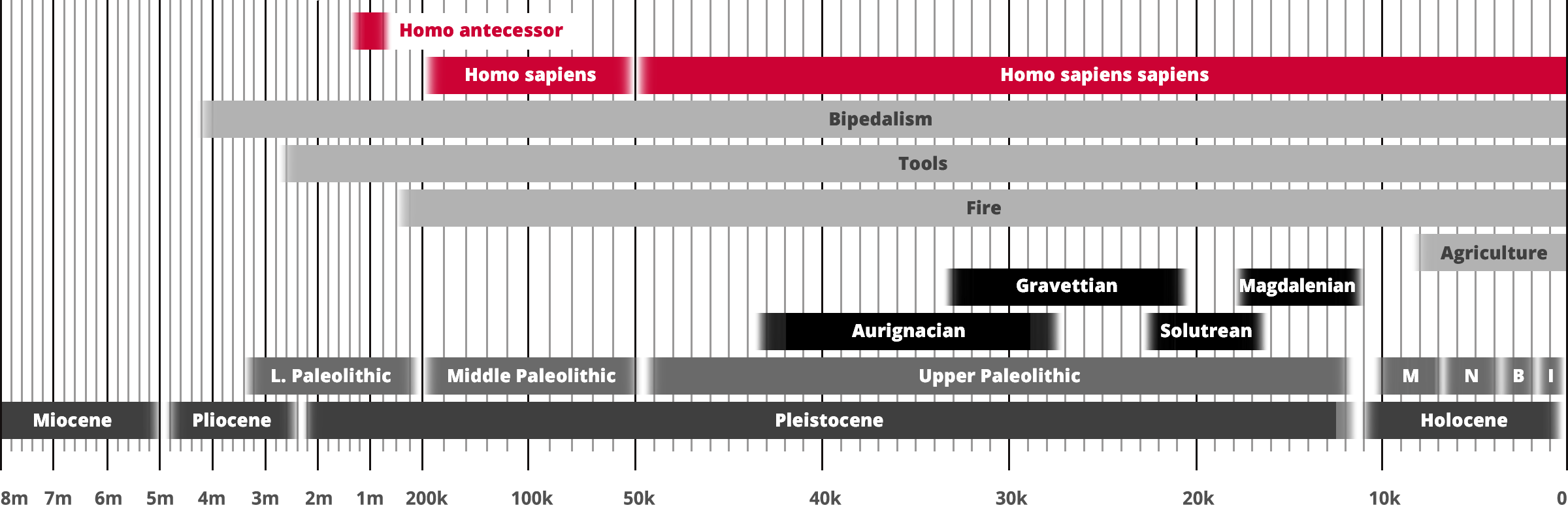 Homo antecessor